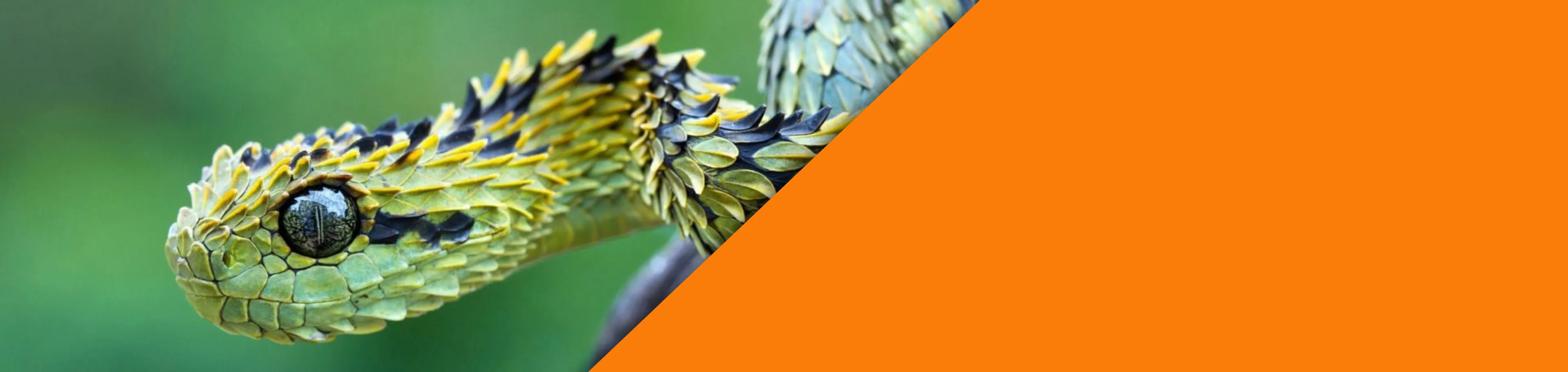 Reptiles, anfibios e invertebrados