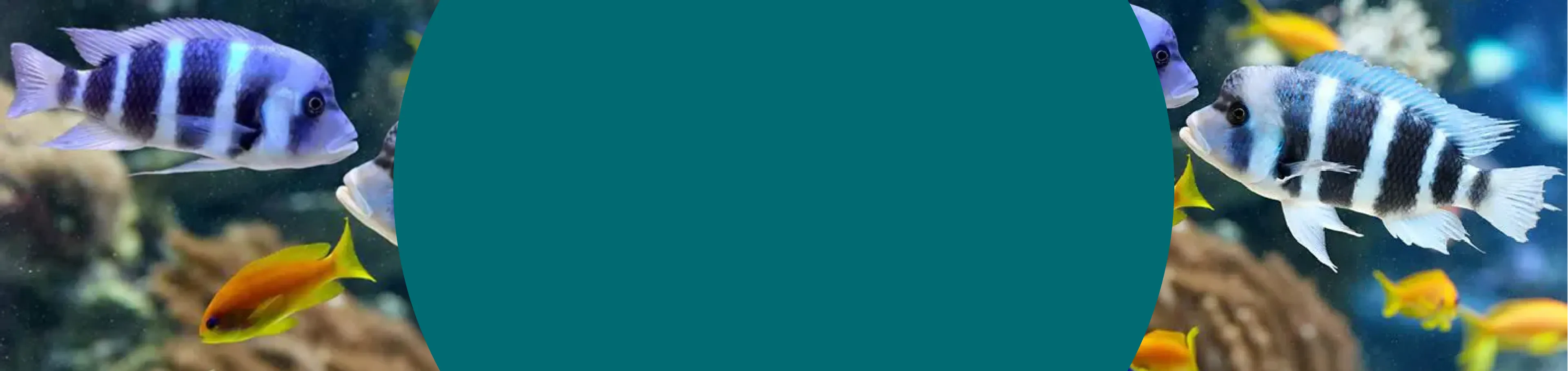 AQUA KRIL